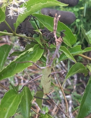 Pseudovates chlorophaea