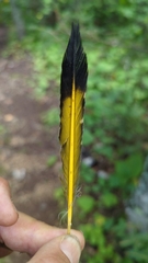 Colaptes auratus luteus