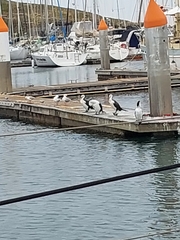 Phalacrocorax varius