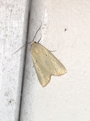 Marimatha nigrofimbria