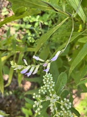 Amphicarpaea bracteata