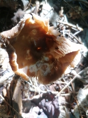 Entoloma strictius