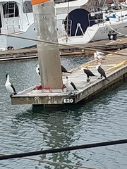 Phalacrocorax varius