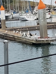 Phalacrocorax varius