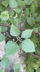 Betula occidentalis
