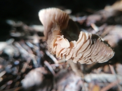 Entoloma strictius
