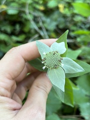 Pycnanthemum muticum