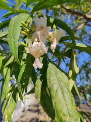× chitalpa tashkentensis