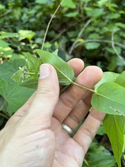 Pycnanthemum muticum