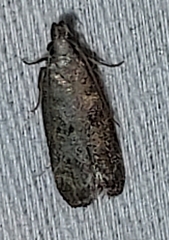 Dichomeris inversella