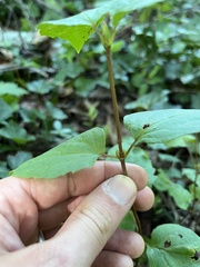 Pycnanthemum muticum