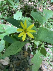 Helianthus divaricatus