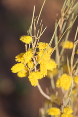 Acacia ramulosa linophylla