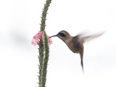 Phaethornis striigularis
