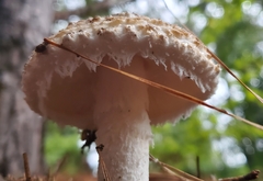 Amanita cokeri