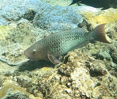 Scarus rubroviolaceus
