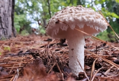 Amanita cokeri