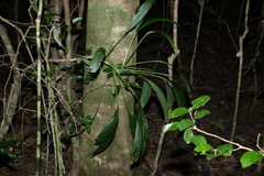 Cordyline petiolaris