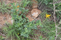 Verbesina pedunculosa