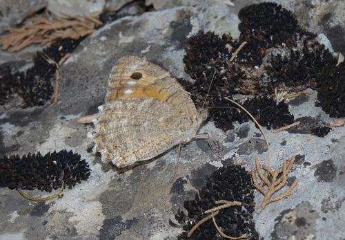 Klug's Tawny Rockbrown