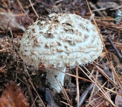 Amanita cokeri