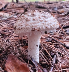 Amanita cokeri