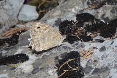 Pseudochazara pelopea