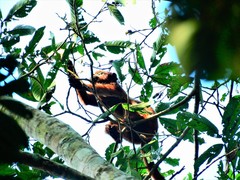 Alouatta sara