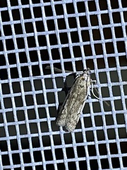 Phycitodes reliquellum