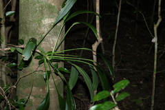 Cordyline petiolaris