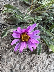 Xanthisma coloradoense