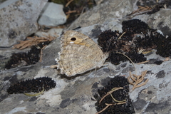 Pseudochazara pelopea