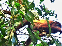 Alouatta sara