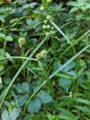 Cyperus brevifolius