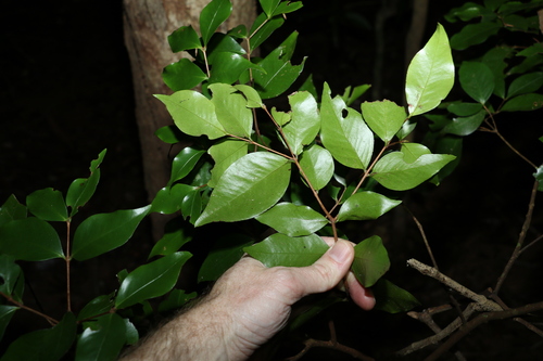 Image of Gossia acmenoides by (c) Greg Tasney, some rights reserved (CC BY-SA)