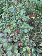 Cotoneaster divaricatus