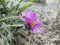 Xanthisma coloradoense