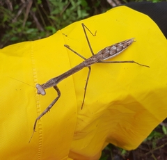 Phasmomantis sumichrasti