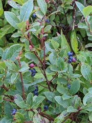 Vaccinium pallidum