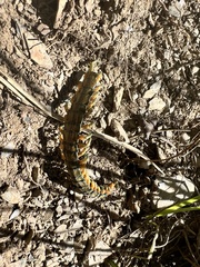 Scolopendridae