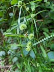 Cyperus brevifolius