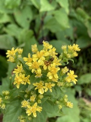 Solidago virgaurea asiatica