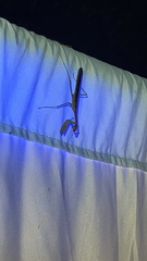 Mantidae