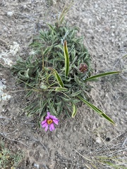 Xanthisma coloradoense