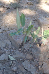 Asclepias viridiflora