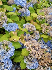 Hydrangeaceae