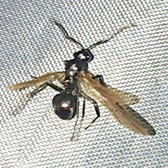 Polyrhachis