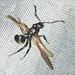 Polyrhachis