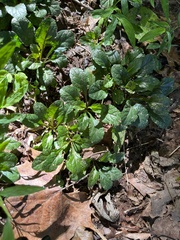 Ajuga reptans