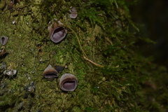 Auricularia fuscosuccinea